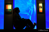 Aquatic Wonder